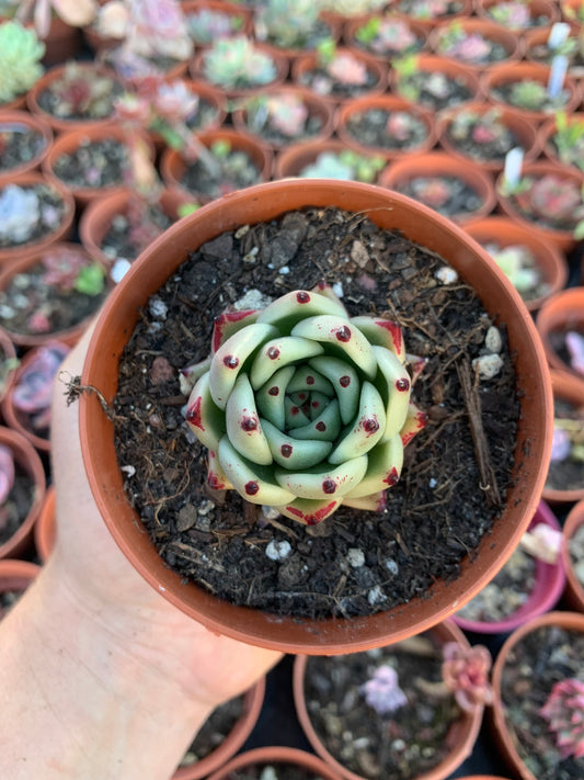 Echeveria cuspidata x Echeveria agavoides