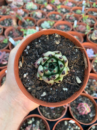 Echeveria cuspidata x Echeveria agavoides