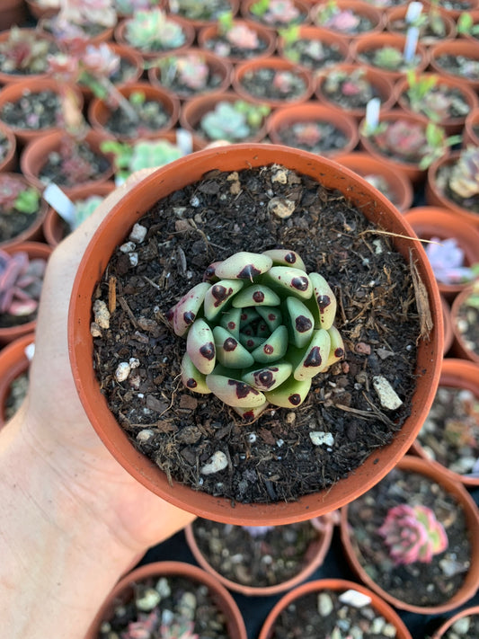 Echeveria cuspidata x Echeveria agavoides