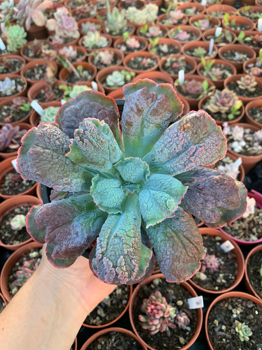 Echeveria "linguas" by Dick Wright