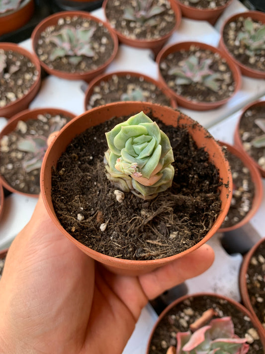 Graptoveria "Lovely Rose" variegata