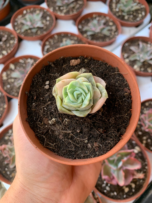 Graptoveria "Lovely Rose" variegata