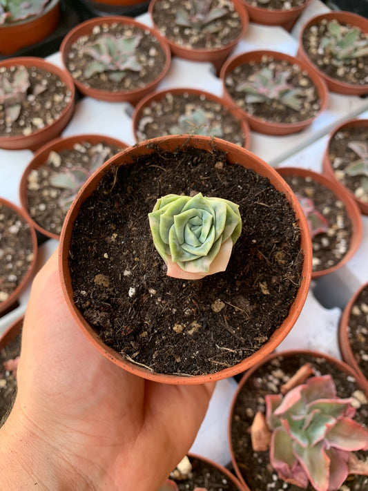 Graptoveria "Lovely Rose" variegata