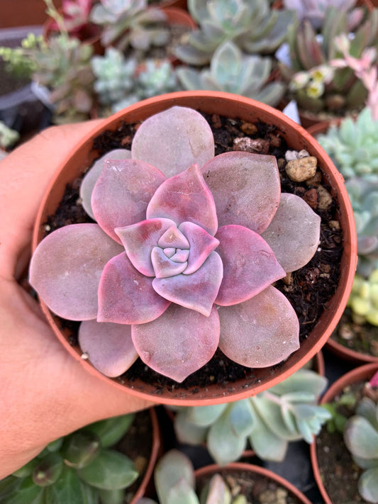 Graptopetalum "Snow White"