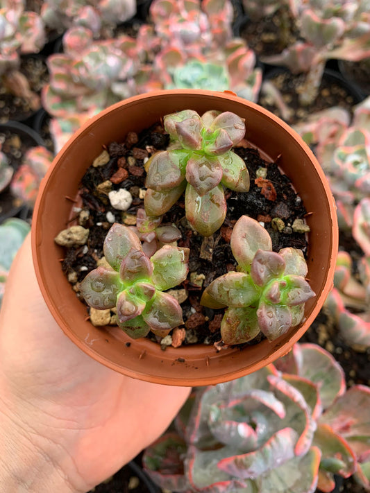 Sedeveria "Jet Beads"