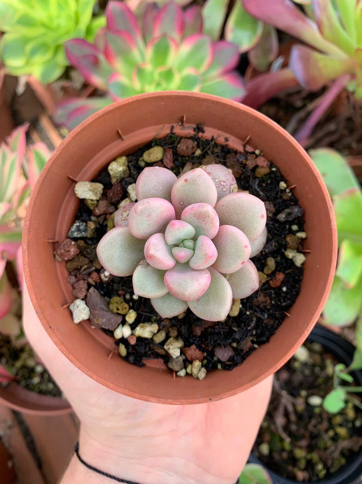 Echeveria "Polaris Heart" Korean by Chang Won farm