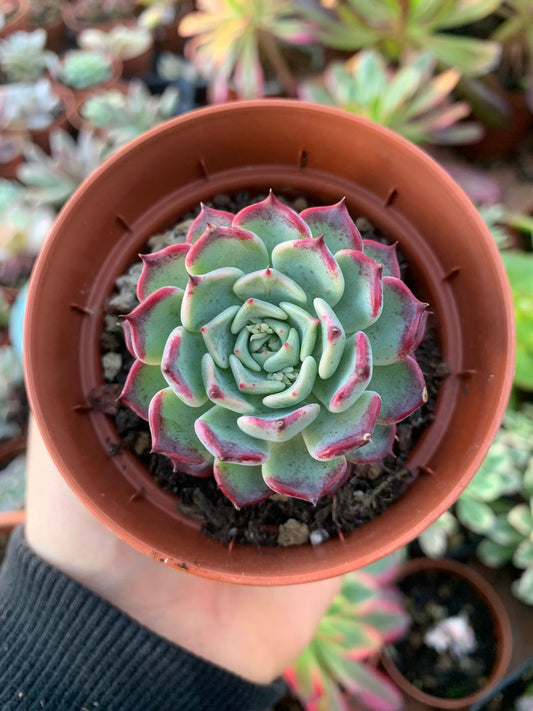 Echeveria "Black Rose"