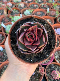 Echeveria "Red Ligth" Korean