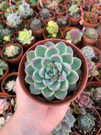 Echeveria "Alba Beauty" Korean