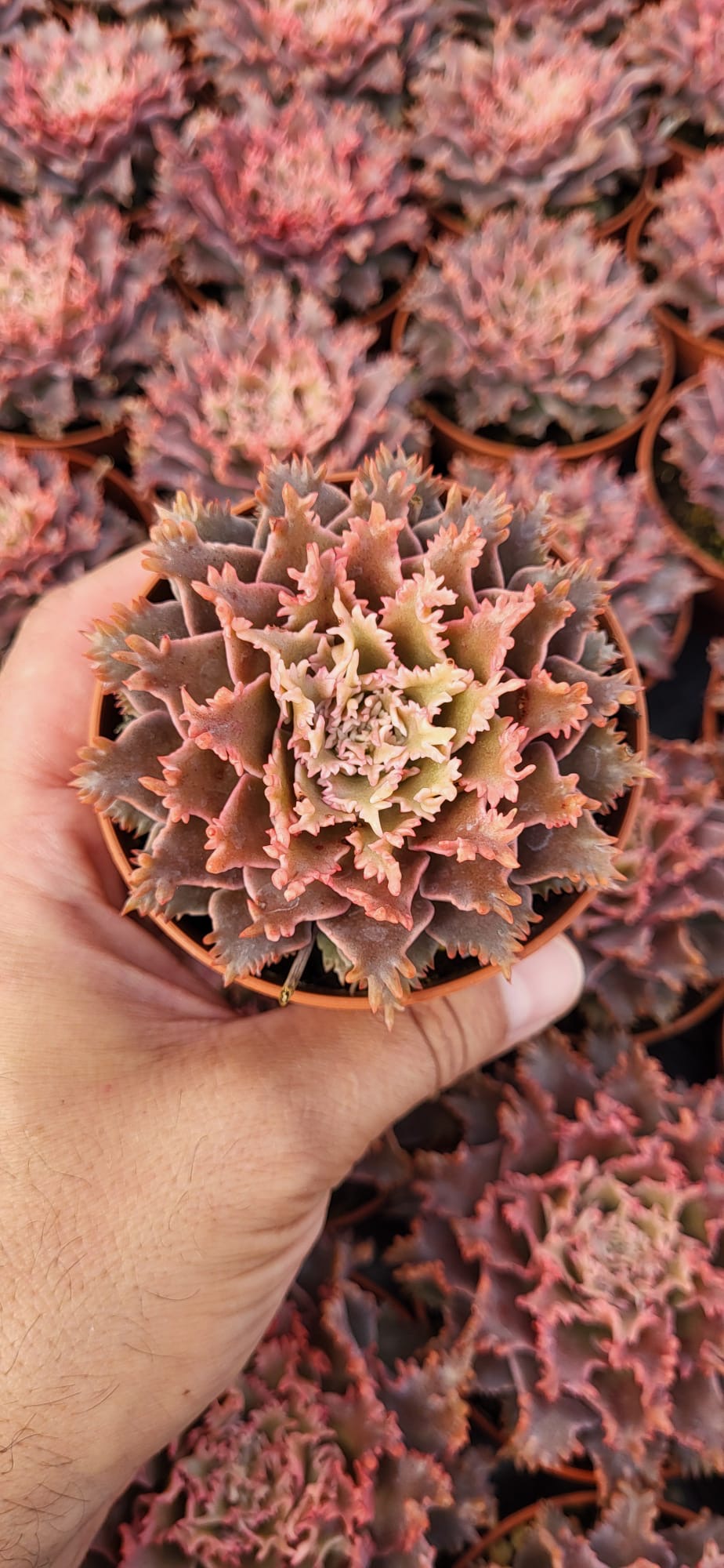 Graptoveria "Harry Watson" coréen