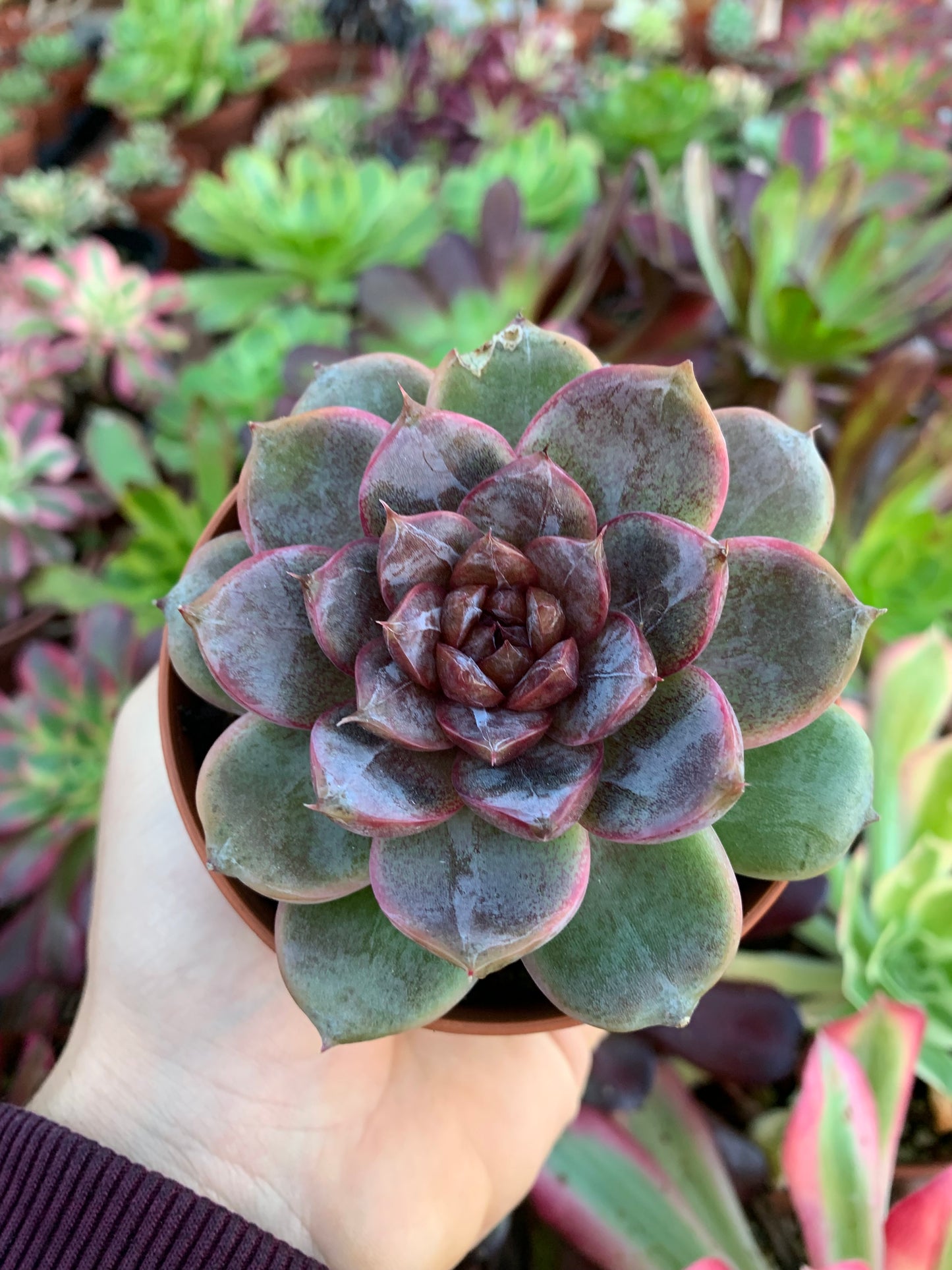 Echeveria "Soul White" Korean