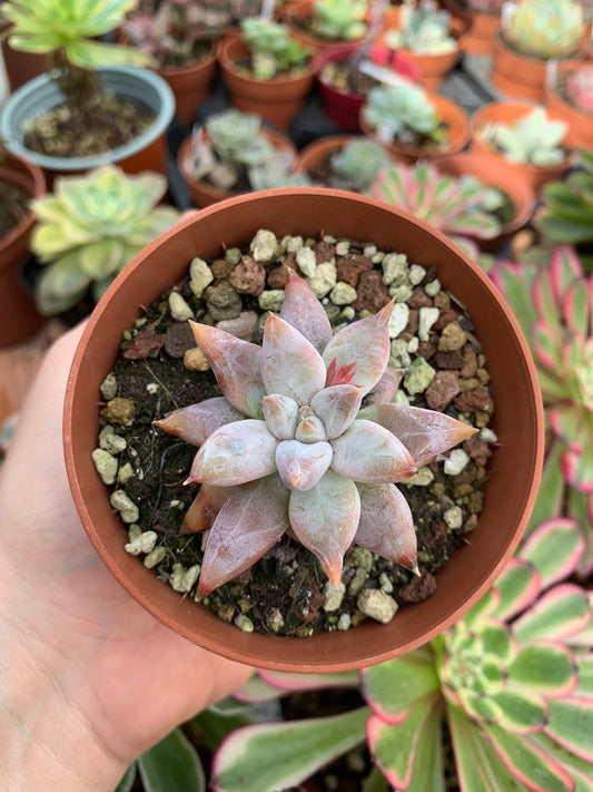 Echeveria tolimanensis hybrid