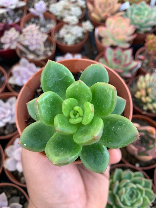 Echeveria "apple blossom" Korean