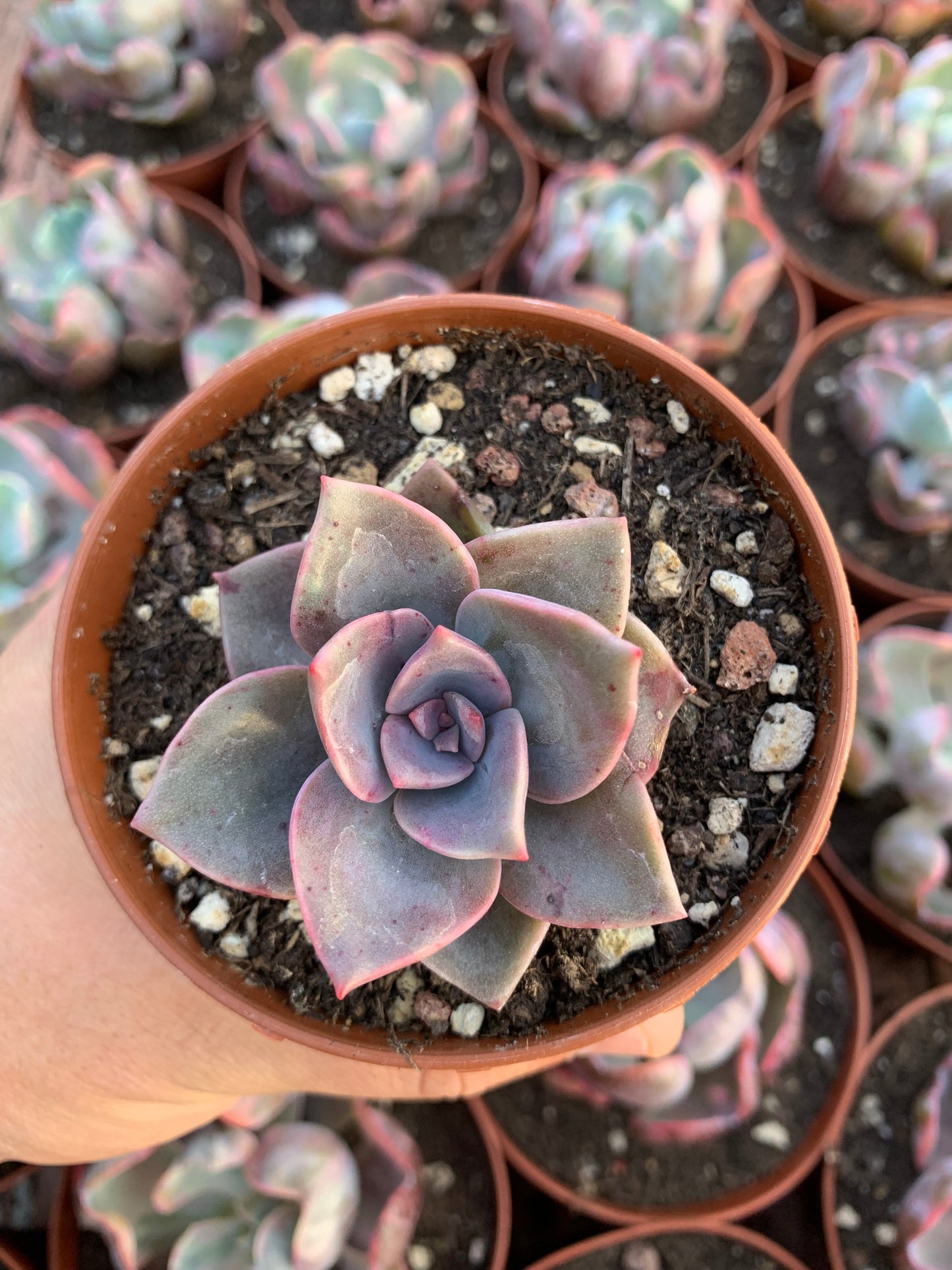 Graptoveria "Bainessi" Korean