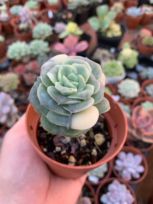 Echeveria "Can can" variegated