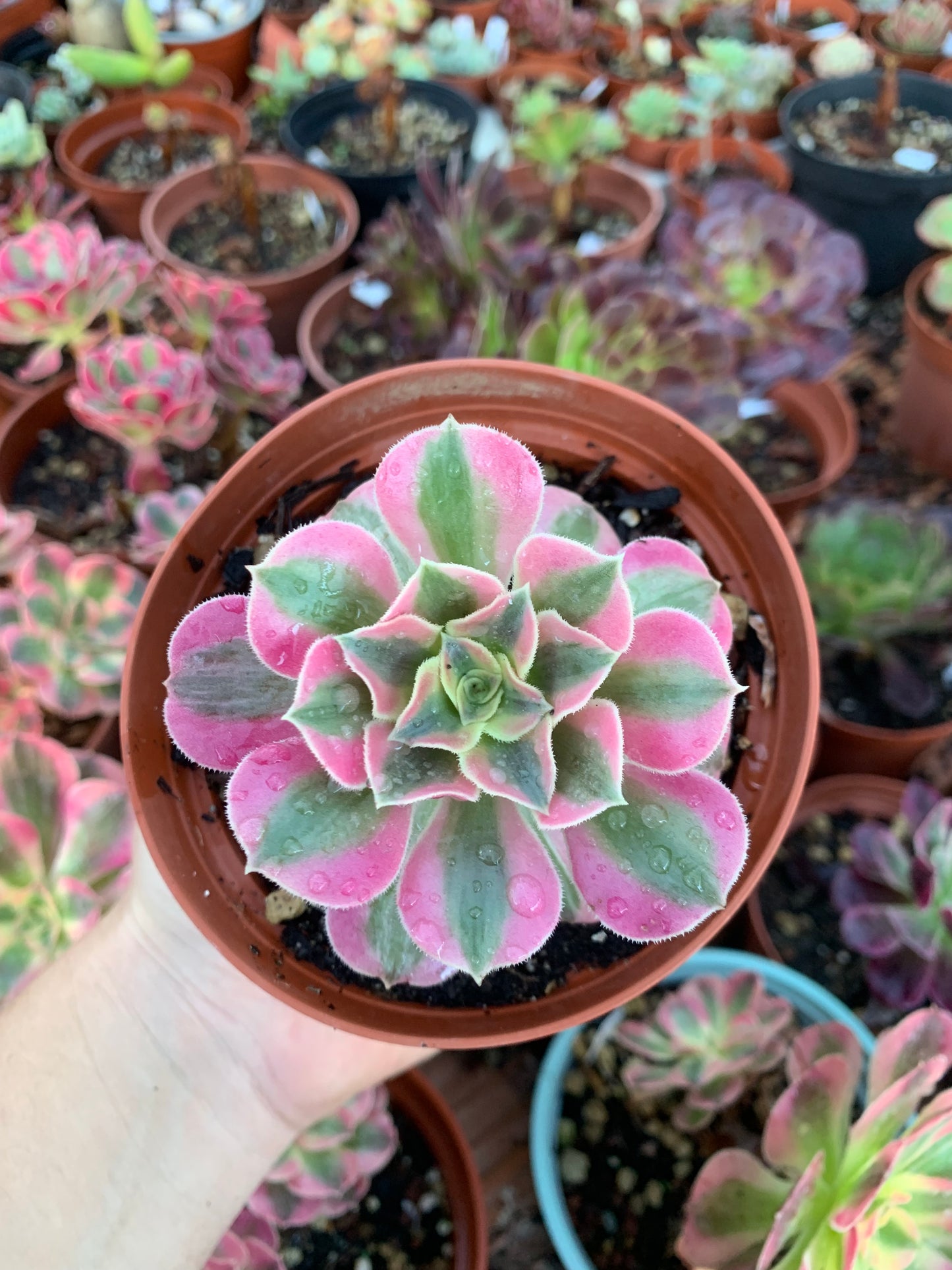 Aeonium "Pink Witch" variegado