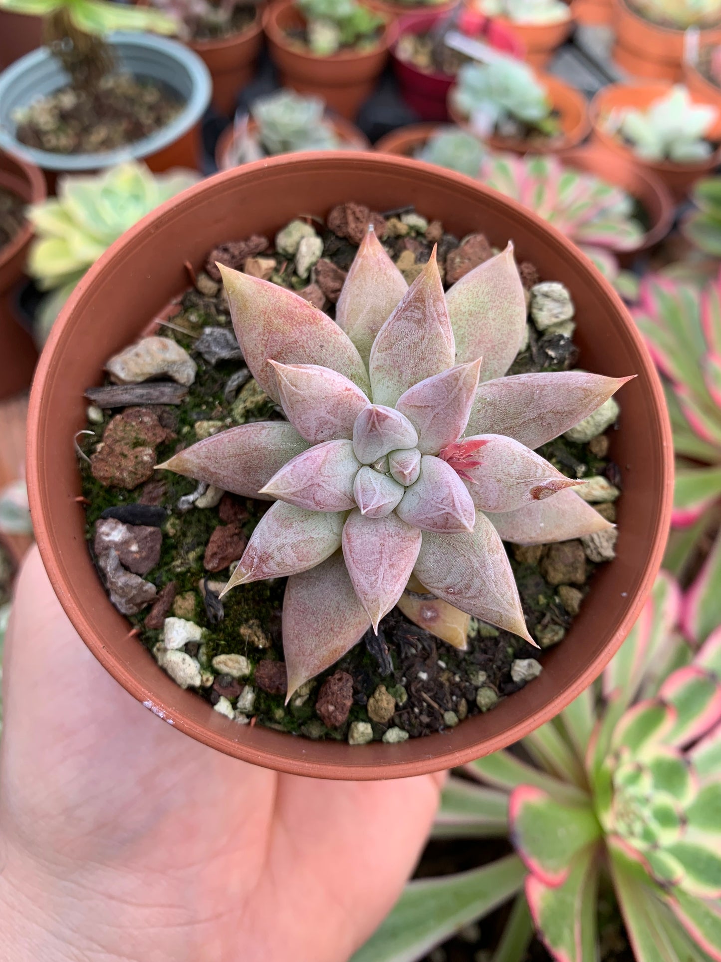 Echeveria tolimanensis hybrid