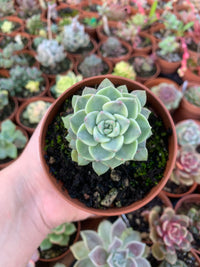 Graptoveria "Tinkerbell" Variegada Korean by Chang Won farm