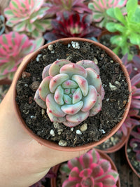 Echeveria "Ariel" (E. "Champagne x E. laui)