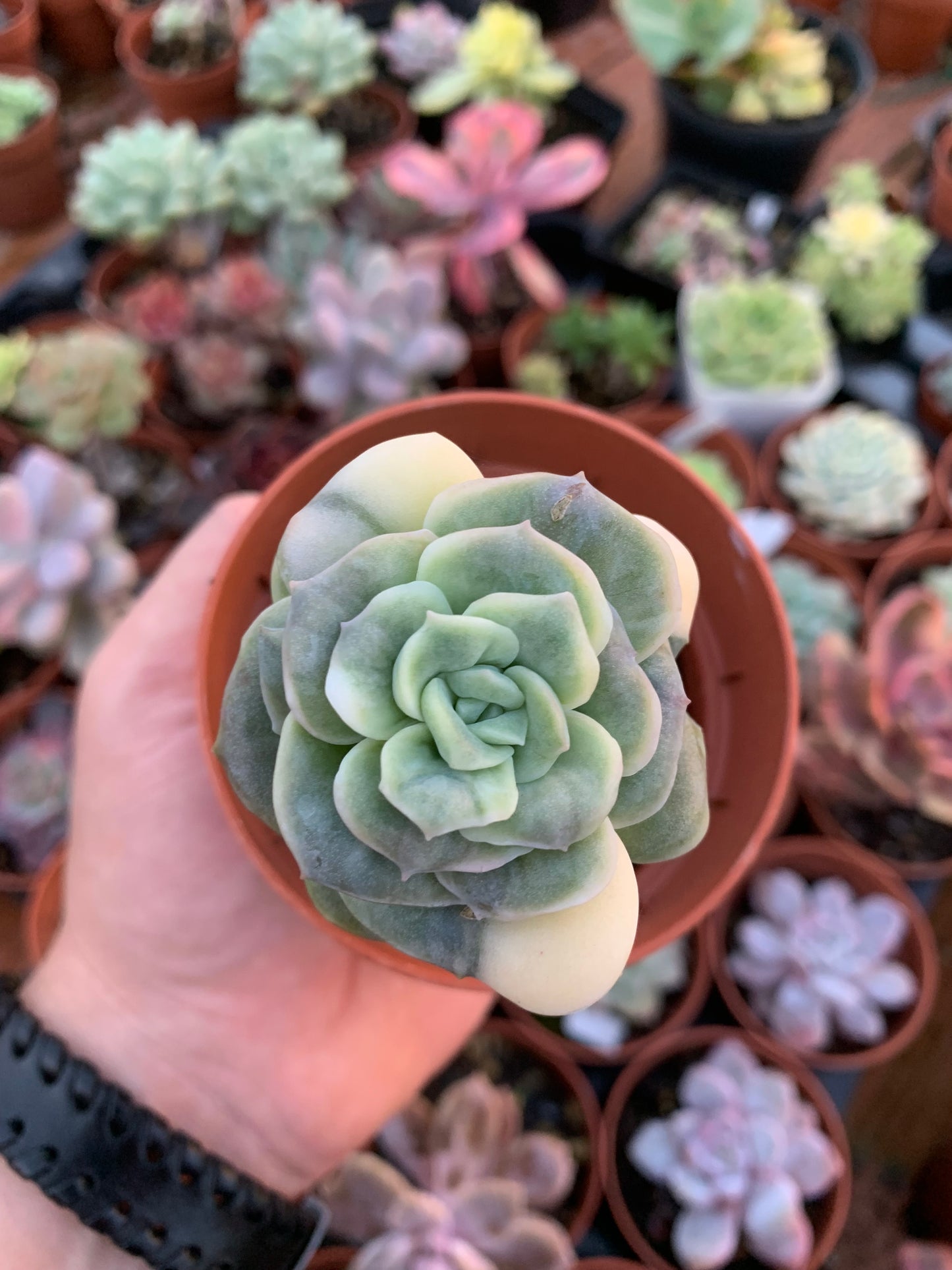 Echeveria "Can can" variegated