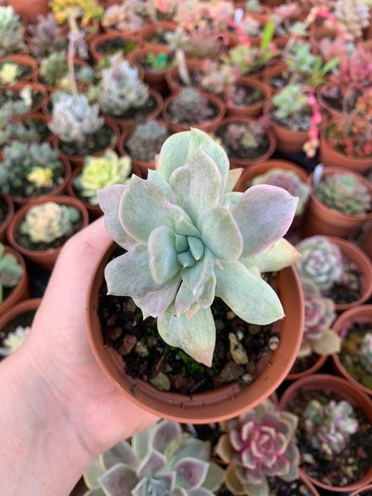 Graptoveria "Harry Watson" monstruosa Korean