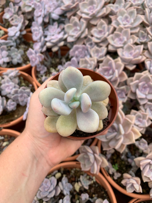 Graptopetalum "Amazoness" korean