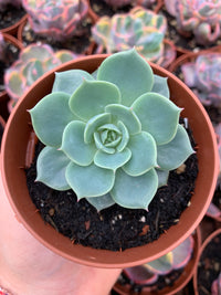 Echeveria peacockii "bluete" Korean