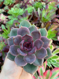 Echeveria "Dark Chocolate" Korean