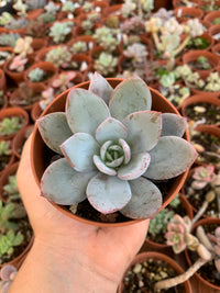 Echeveria "White Lotus" Korean