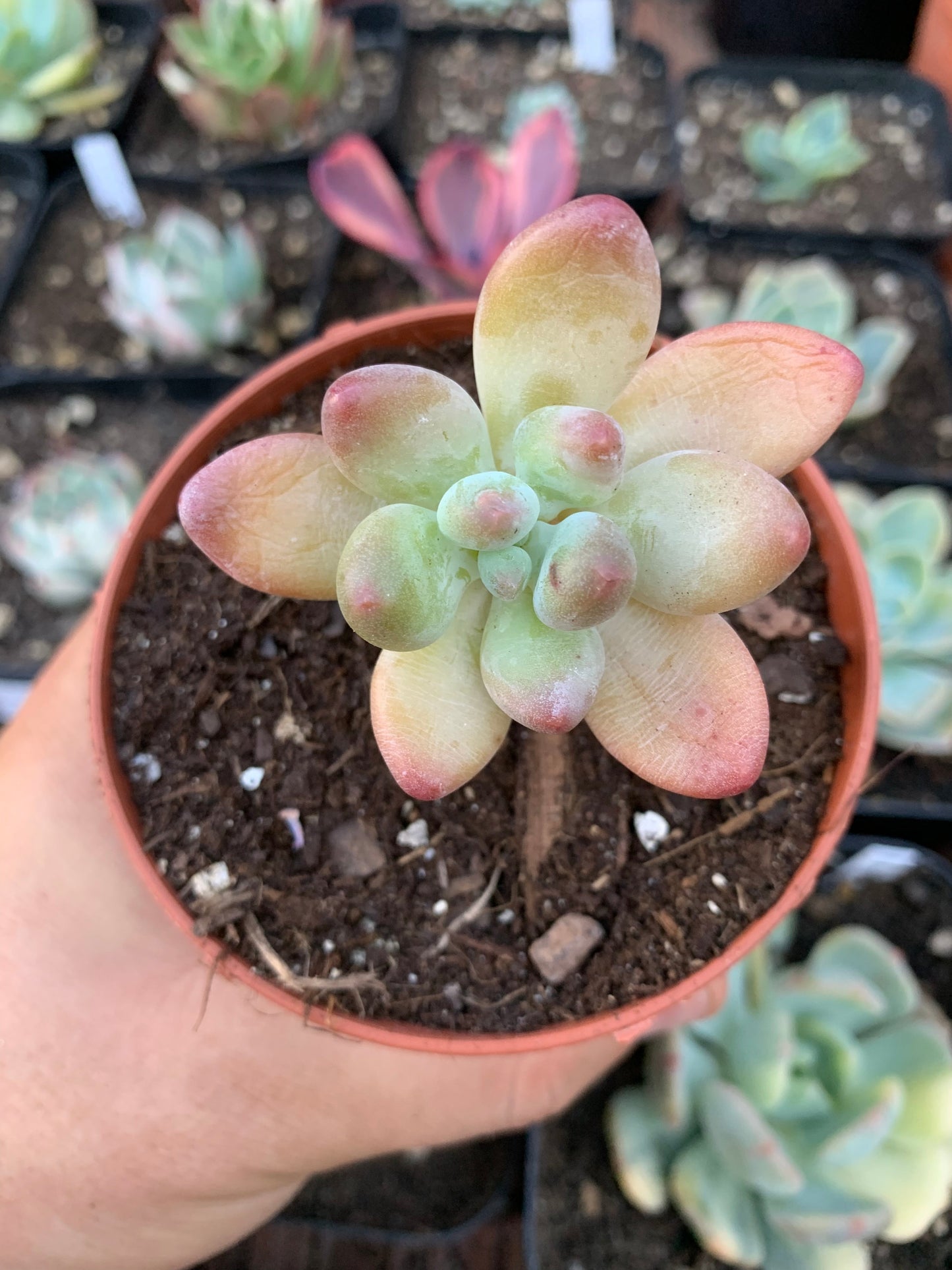 Pachyphytum  "garciae"