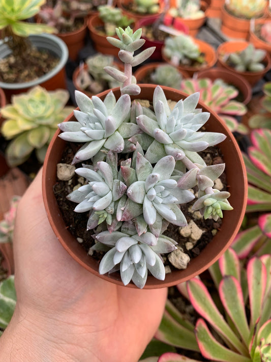 Dudleya "White greenii" Korean