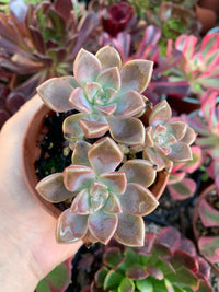 Graptopetalum paraguayense ssp bernealense Korean