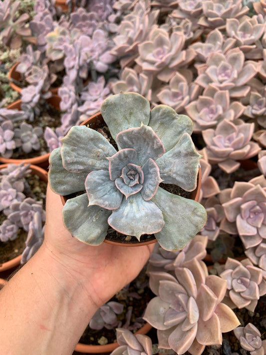 Echeveria lilacina "Marble" Korean