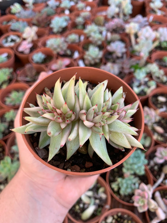 Echeveria agavoides "Maria" Korean