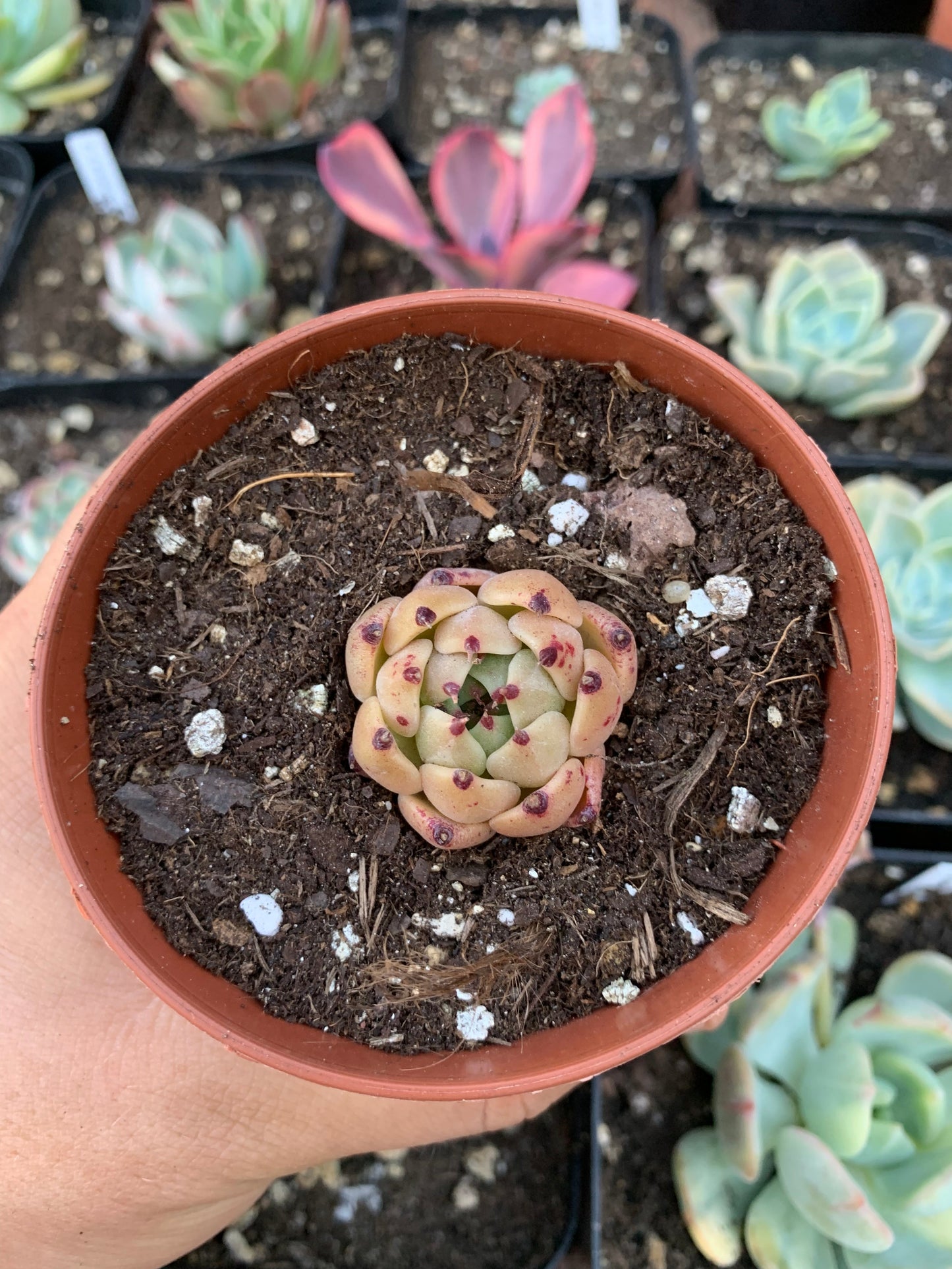 Echeveria "halloween"