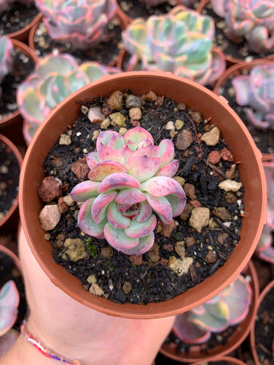 Echeveria "marcel" Korean