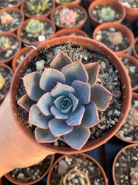 Echeveria "Black Rose"