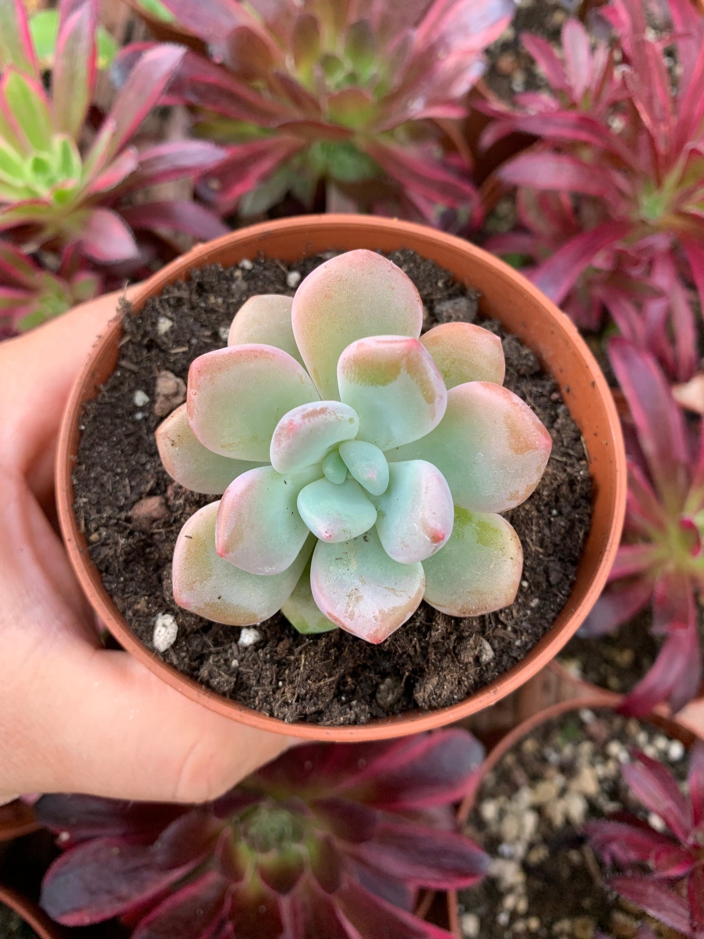 Echeveria "Amore Party" Korean