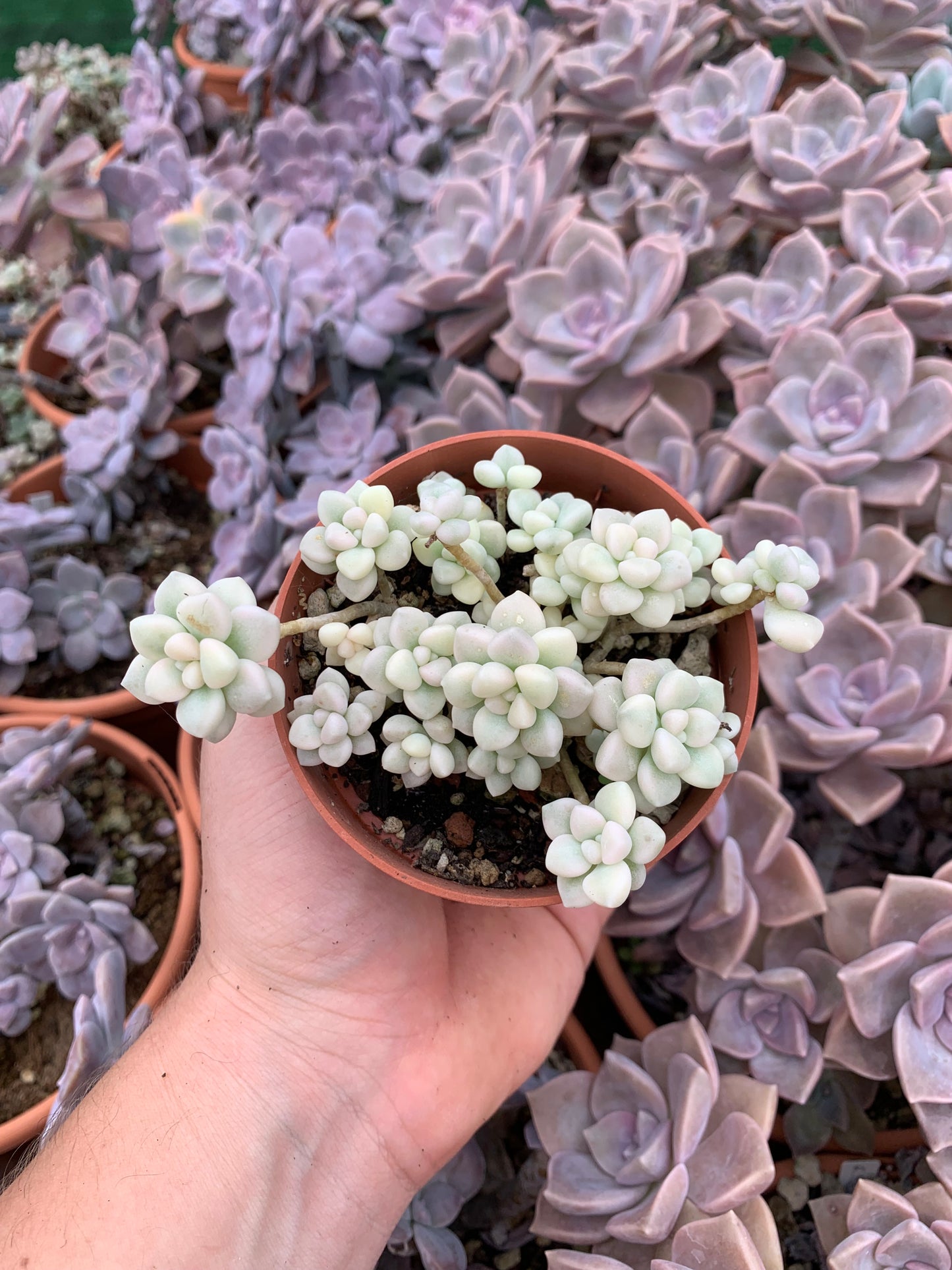 Graptopetalum mendozae variegado Korean