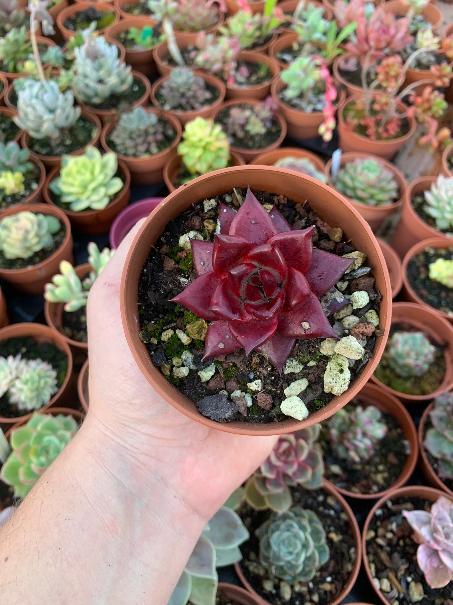 Echeveria agavoides "Romeo Rubin"