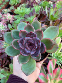 Echeveria "round leaf black mink" Korean