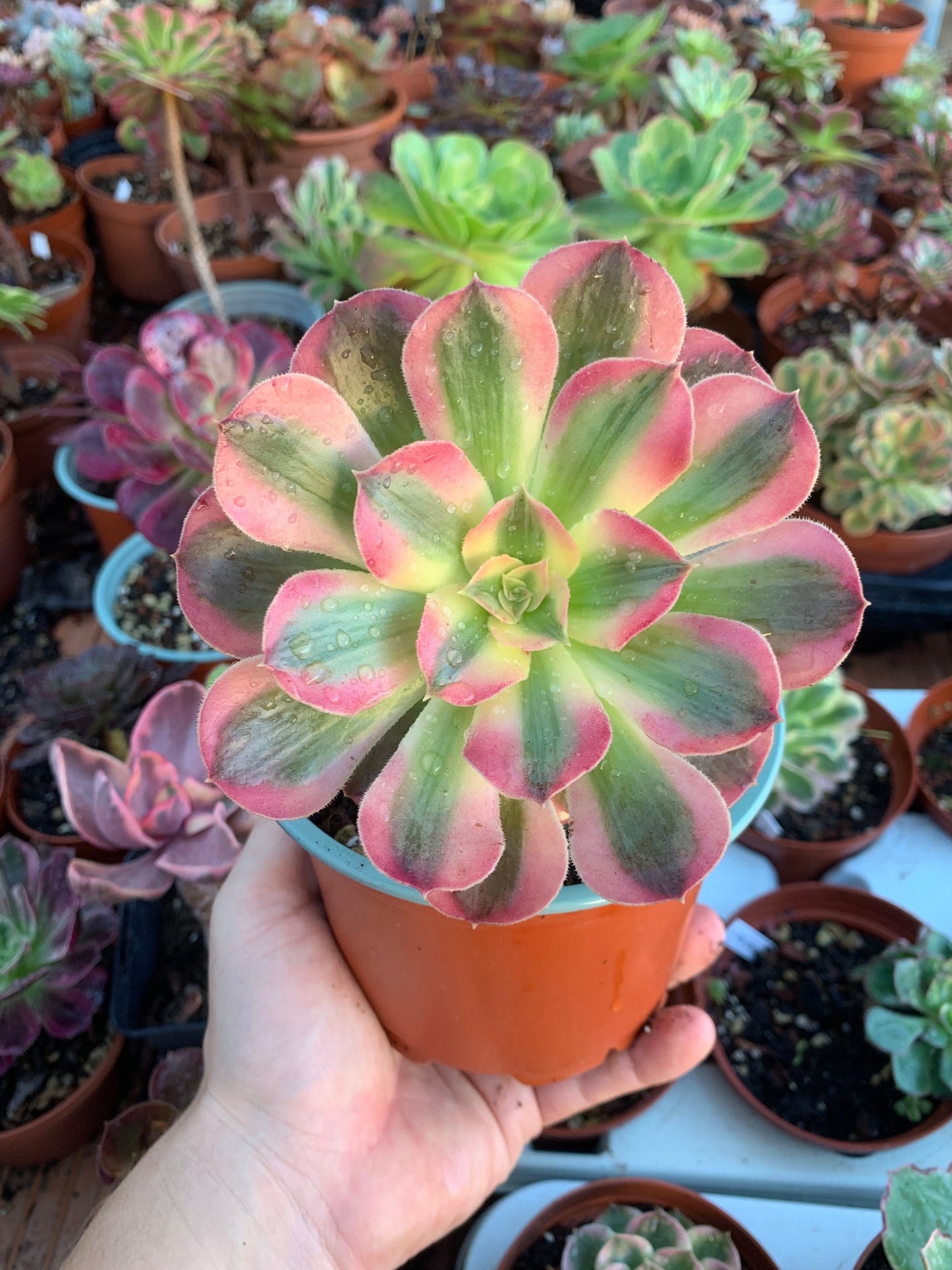 Aeonium "Pink Witch" variegado