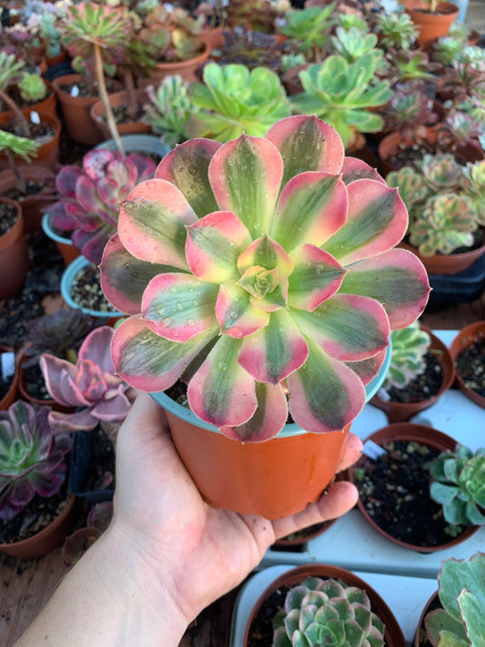 Aeonium "Pink Witch" variegado