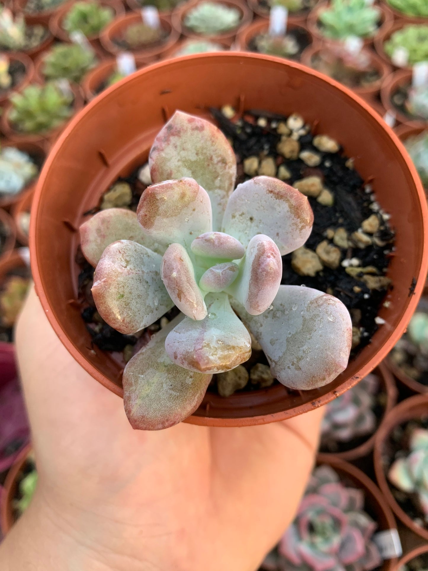 Echeveria "Cinderella" Korean