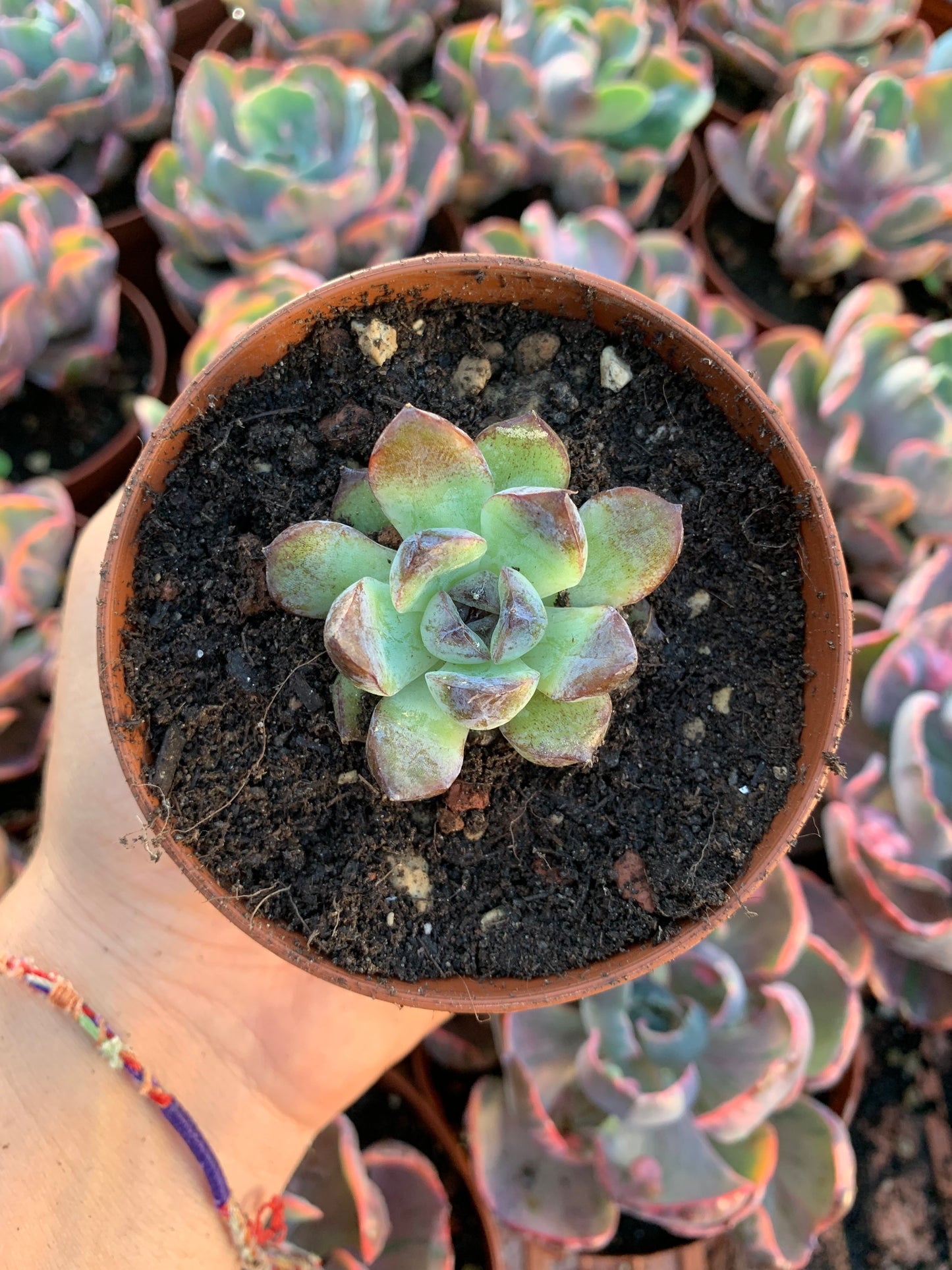 Echeveria "sepia" korea