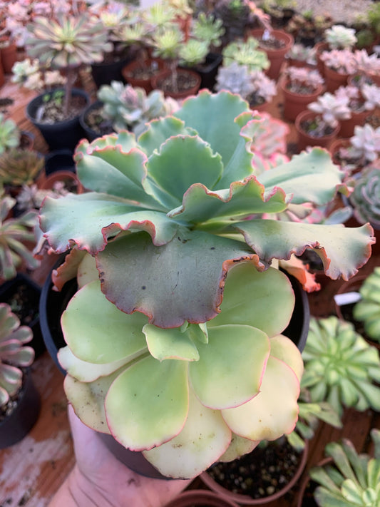 Echeveria "Can can" variegated