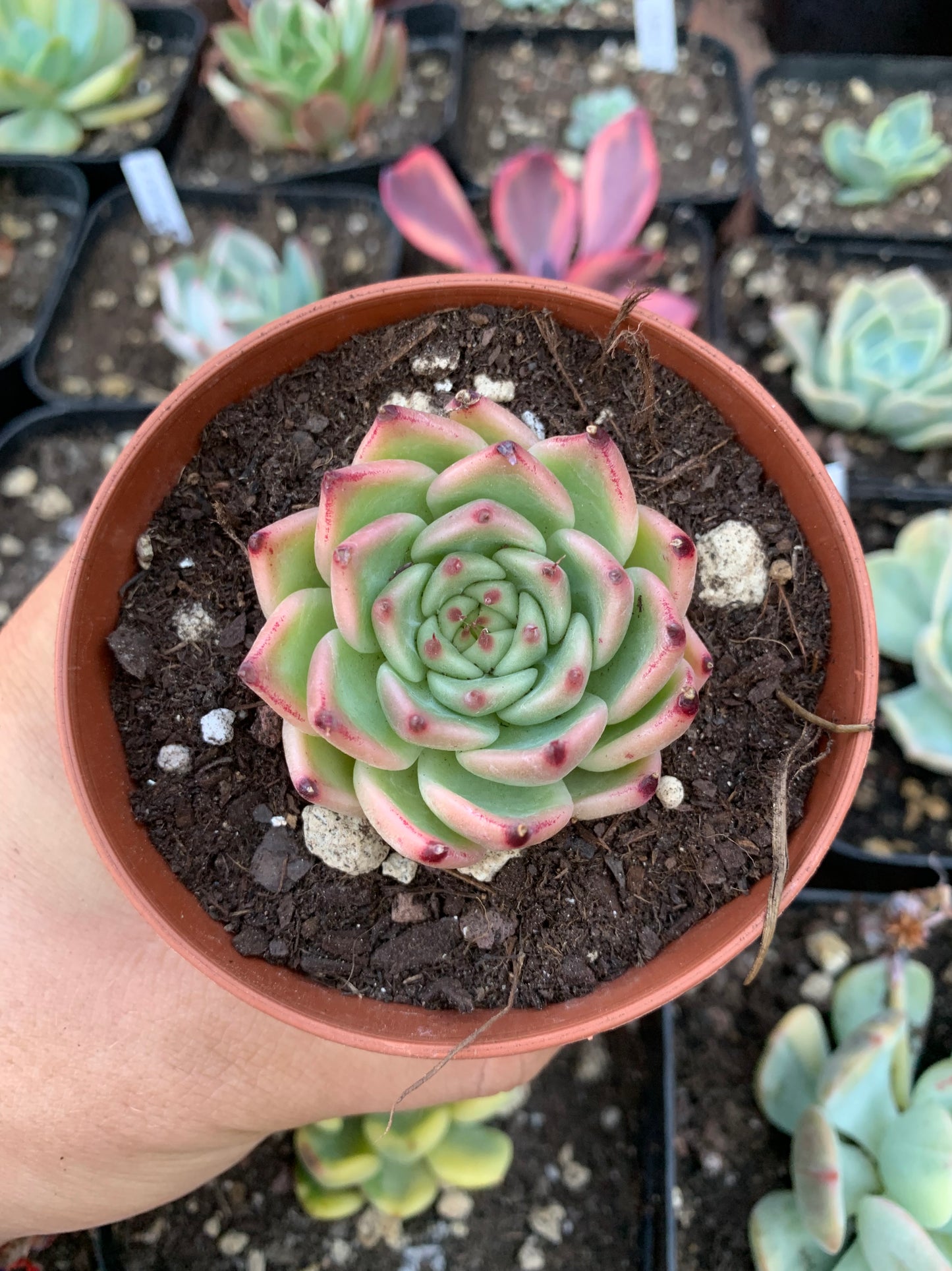 Echeveria "Rosa Negra"