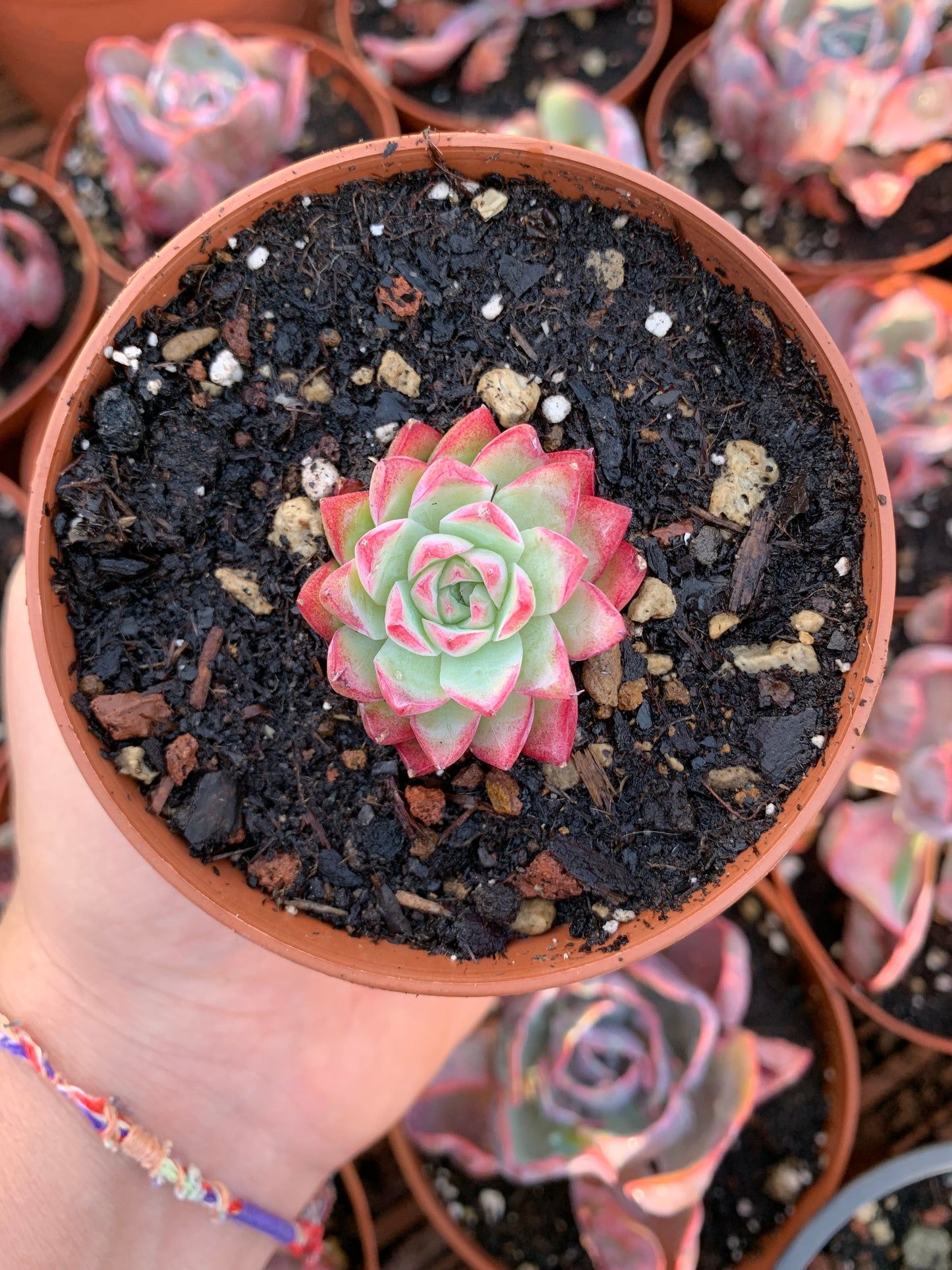 Echeveria "LineQueen"