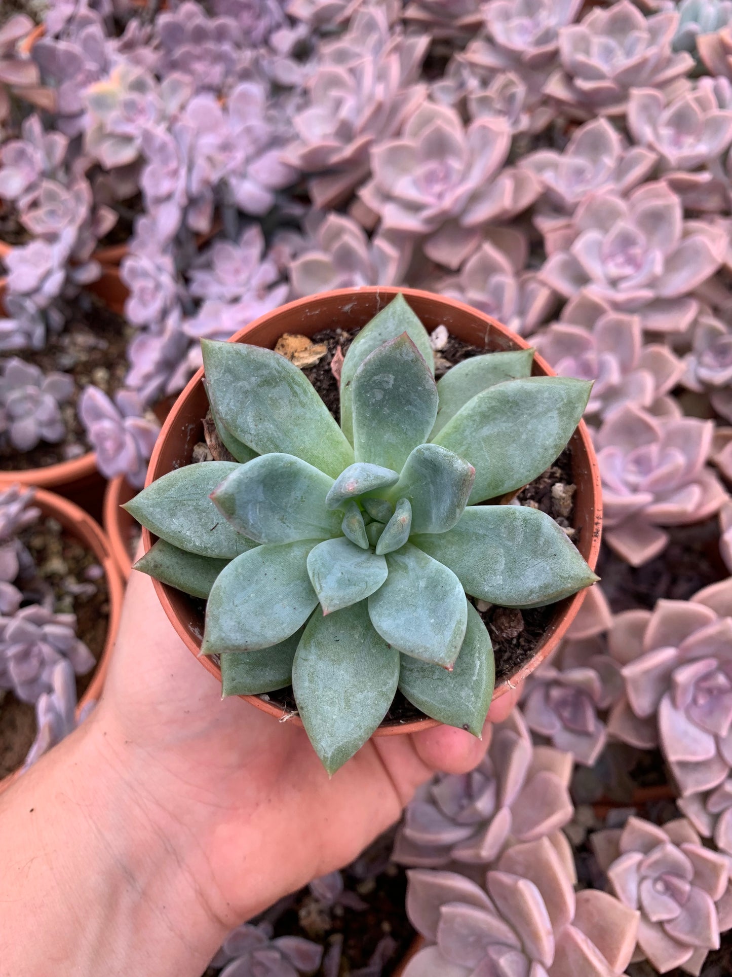 Echeveria "Champagne bianco" coreano