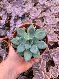 Echeveria "White Champagne" Korean